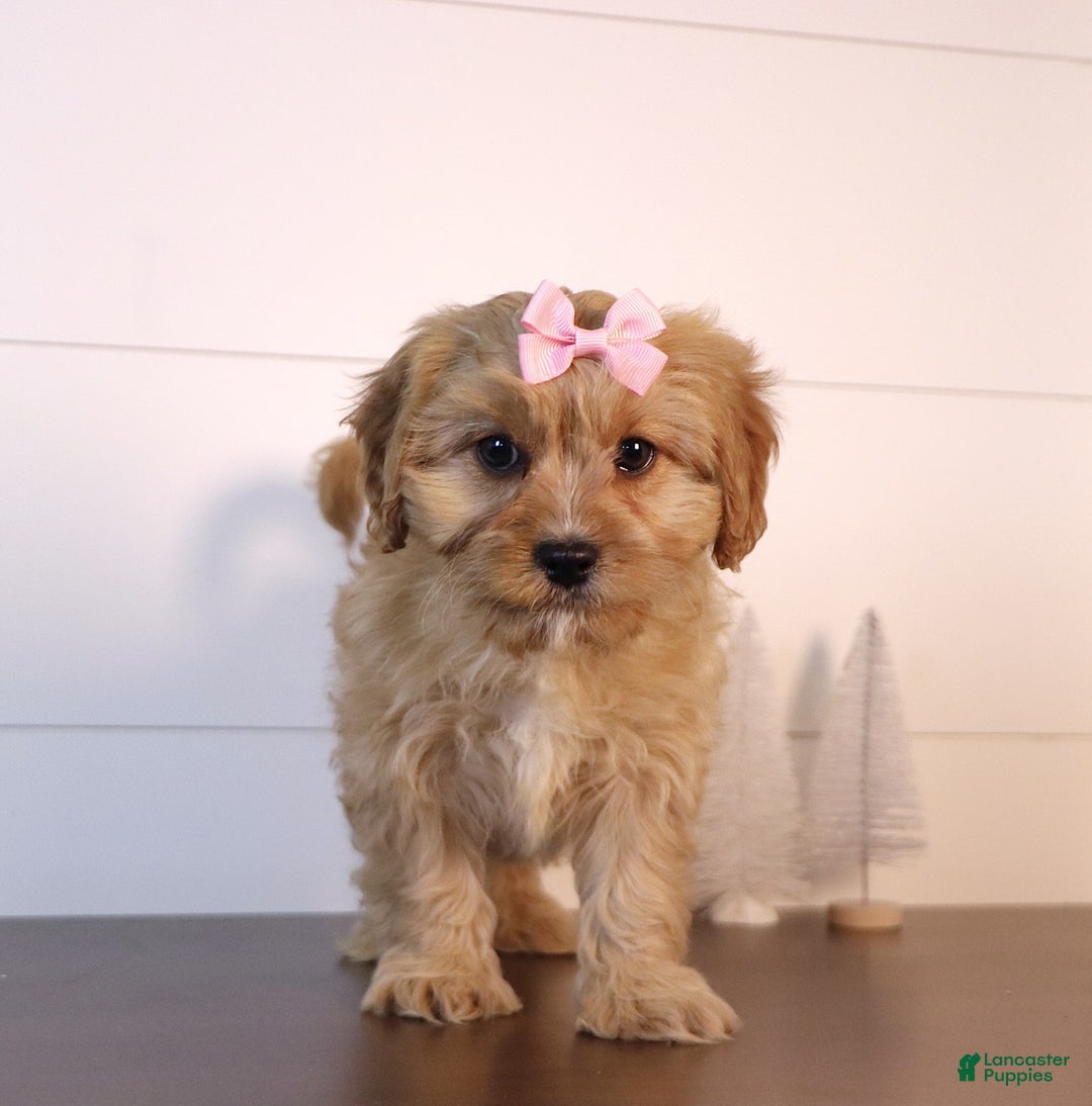 Cavapoo dogs for sale: Marla - Ad 2