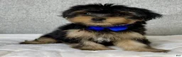 Yorkshire Terrier dogs for sale: Hugo - Ad 3
