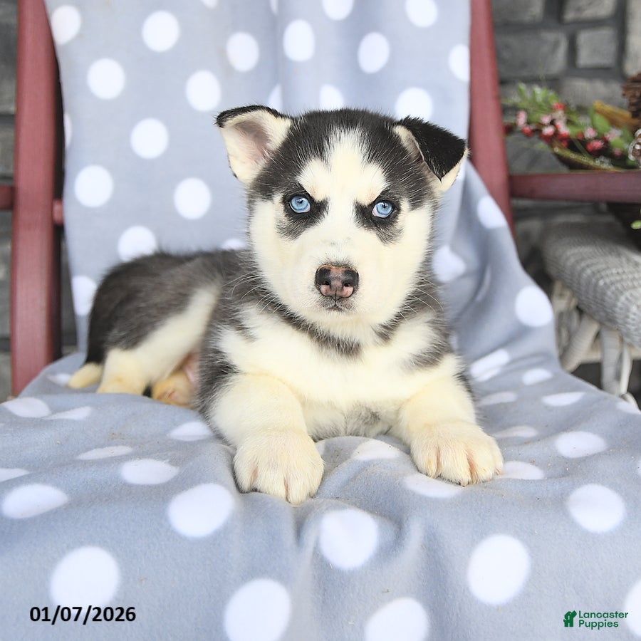 Siberian Husky dogs Cody - Ad 18