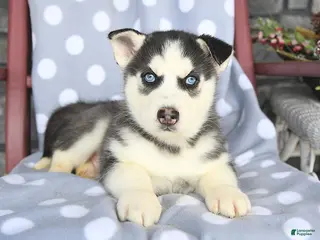 Siberian Husky dogs Cody - Ad 35