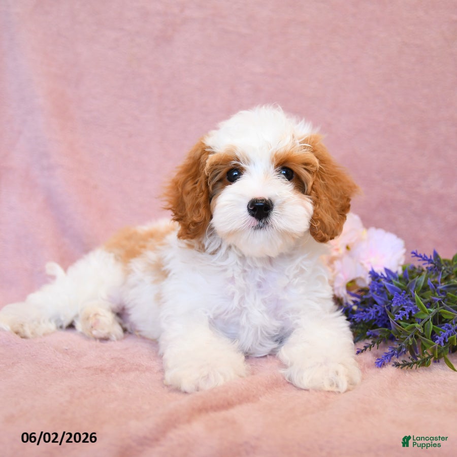 Cavapoo dogs Marshmallow - Ad 1