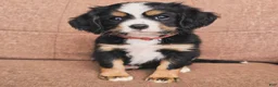 Miniature Bernese Mountain Dog dogs for sale: Lisbon  - Ad 1