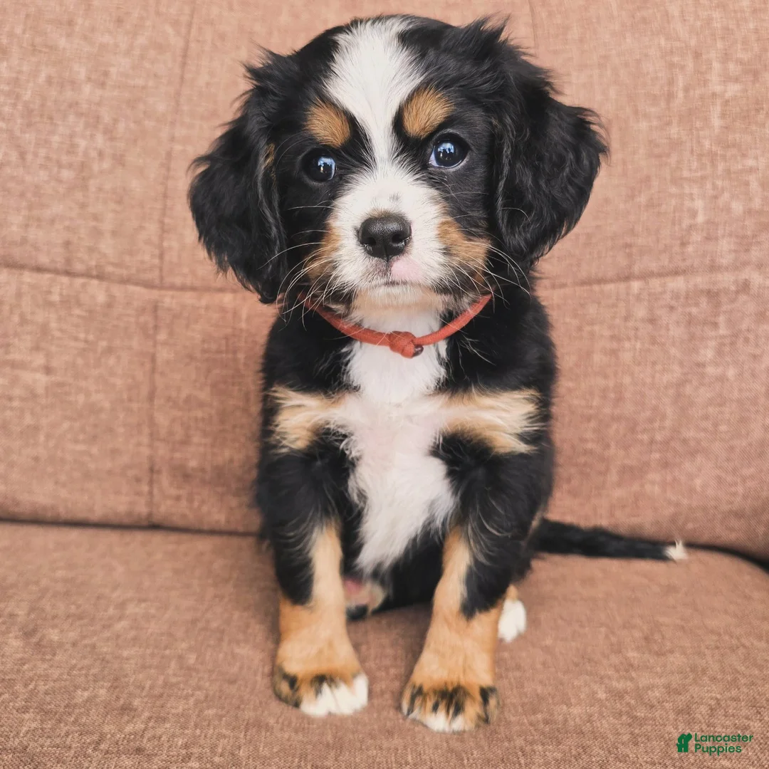Miniature Bernese Mountain Dog dogs for sale: Lisbon  - Ad 1