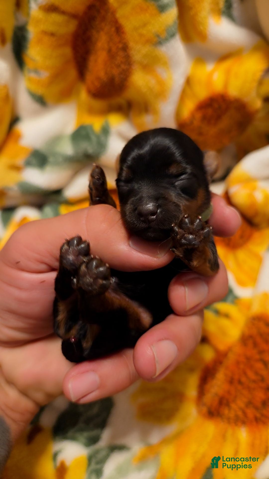 Yorkshire Terrier dogs Yorkshire Terrier 2 - Ad 1