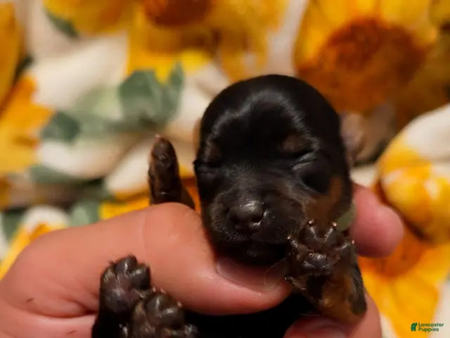 Yorkshire Terrier dogs for sale: Yorkshire Terrier 2 - Ad 1