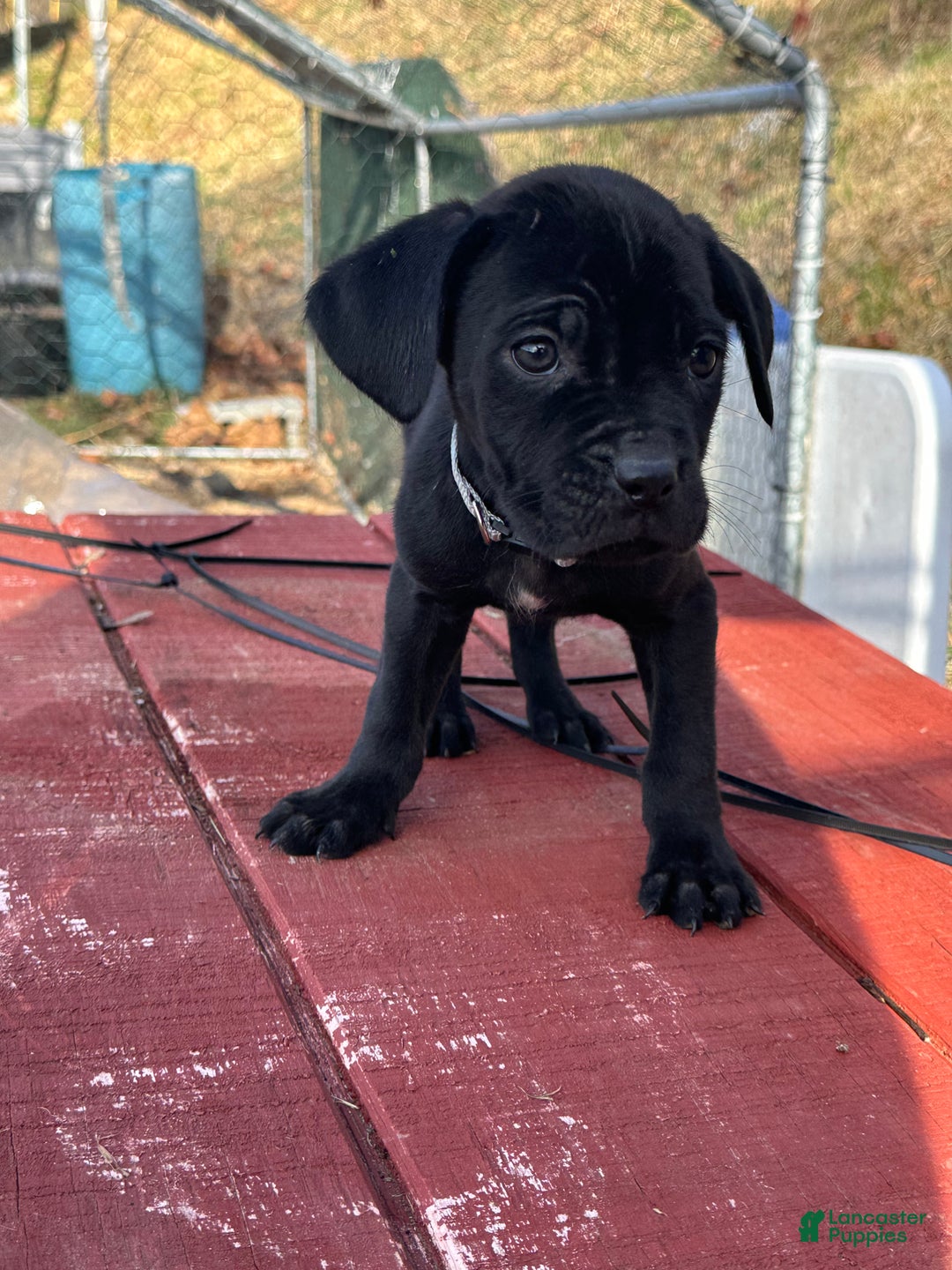 Cane Corso dogs for sale: Amir - Ad 2