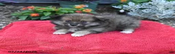 Pomeranian dogs for sale: Holly - Ad 4
