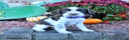 English Springer Spaniel dogs for sale: Buddy - Ad 4