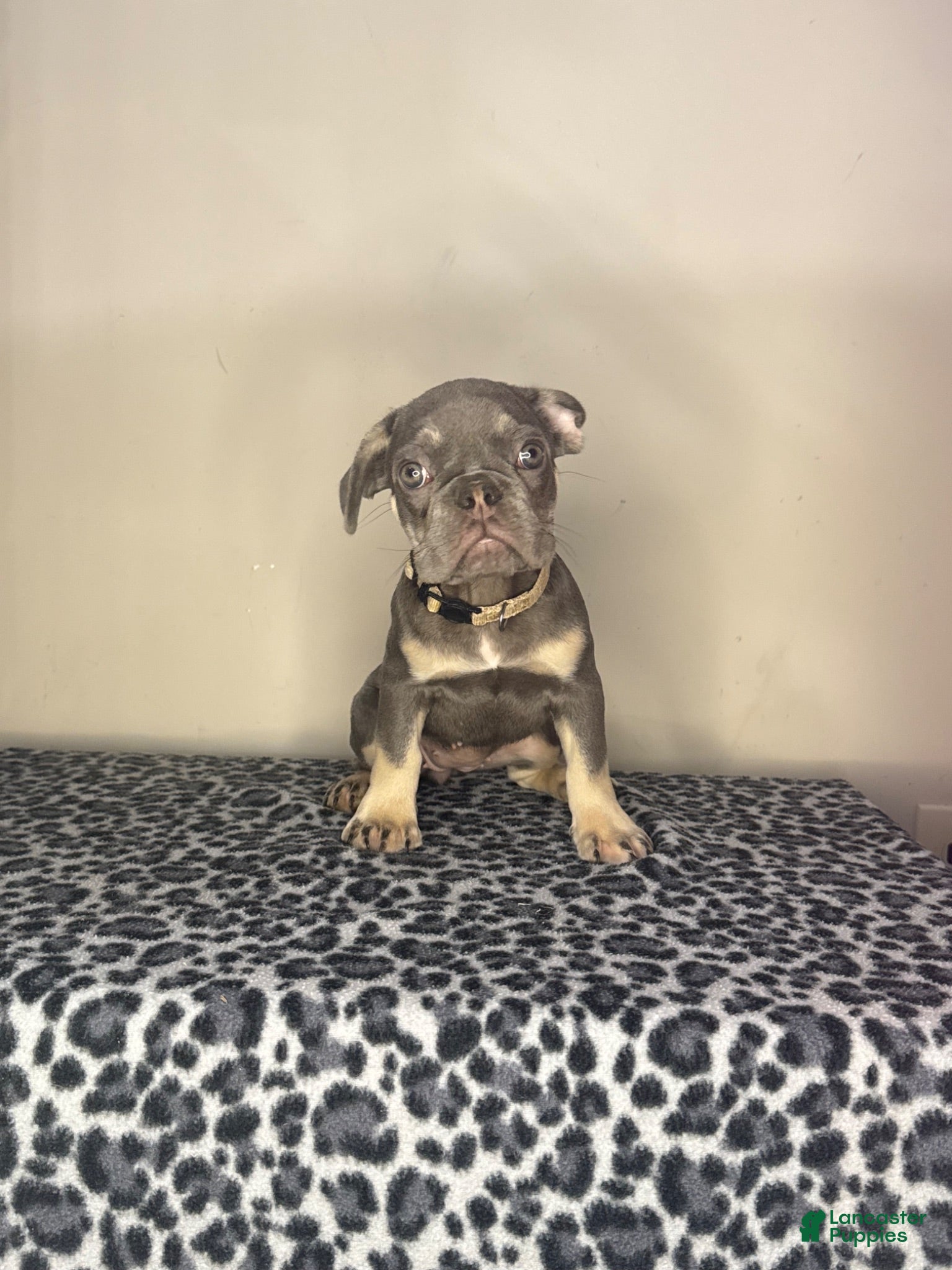 French Bulldog dogs French Bulldog 5 - Ad 36
