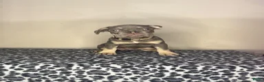 French Bulldog 5