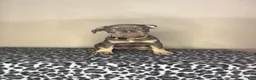 French Bulldog dogs for sale: French Bulldog 5 - Ad 1