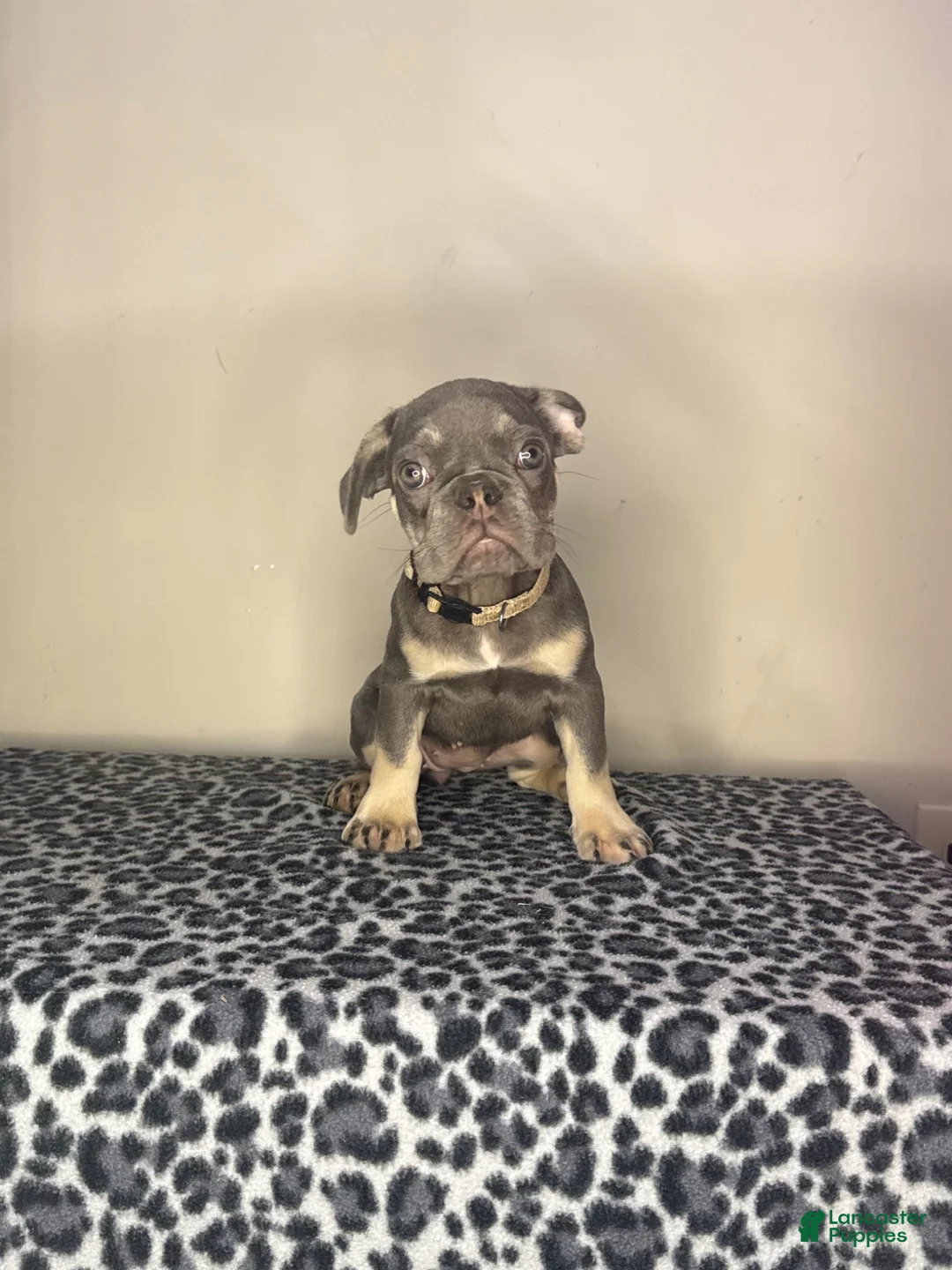 French Bulldog dogs for sale: French Bulldog 5 - Ad 1