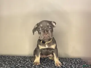 French Bulldog dogs French Bulldog 5 - Ad 31