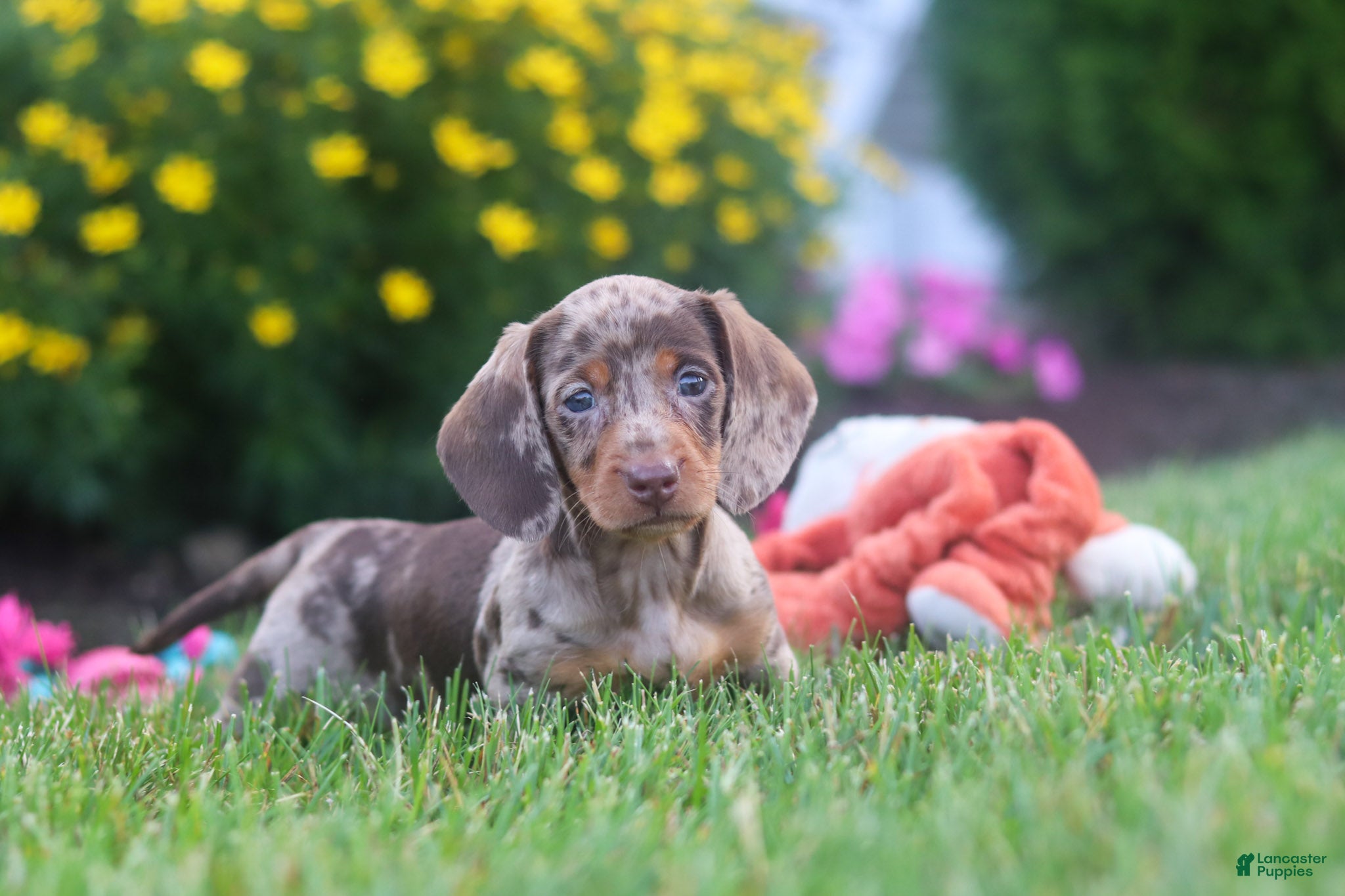 Miniature Dachshund dogs Precious - Ad 2