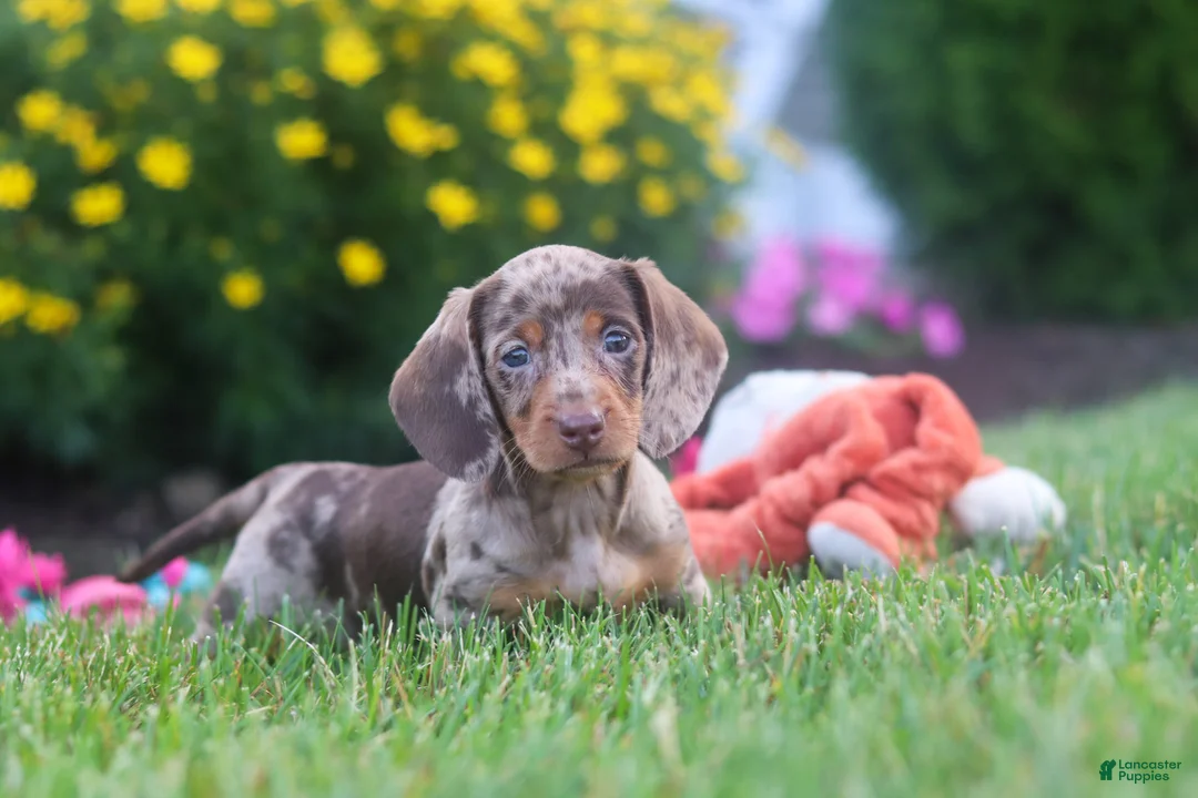 Miniature Dachshund dogs for sale: Precious - Ad 2