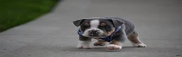 Beabull dogs for sale: Captain - Ad 5