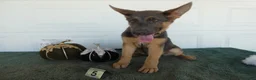 German Shepherd dogs for sale: German Shepherd 5 Princess - Ad 3