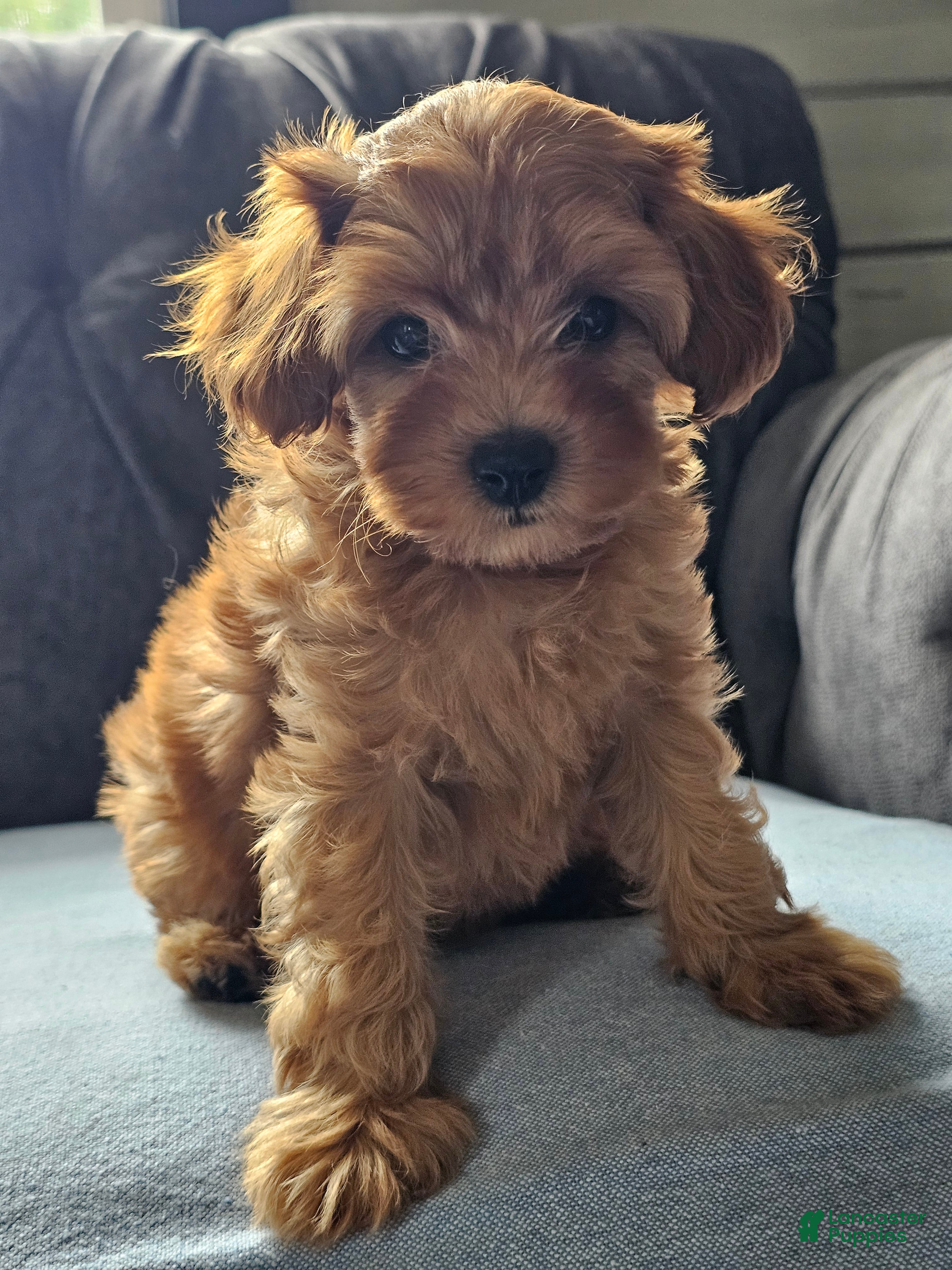 Cavapoo dogs Kiwi  - Ad 1