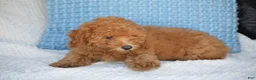 Mixed Breed dogs for sale: Samantha - Ad 2