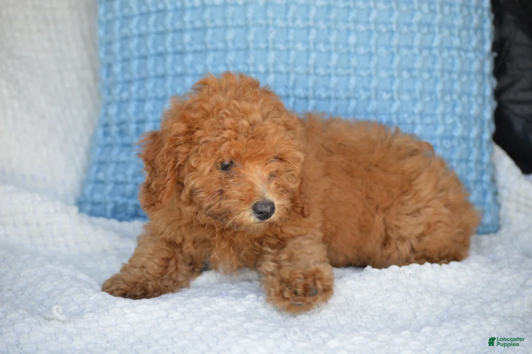 Mixed Breed dogs for sale: Samantha - Ad 2