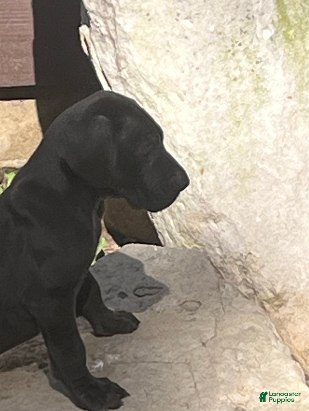 Great Dane dogs for sale: Petal - Ad 9