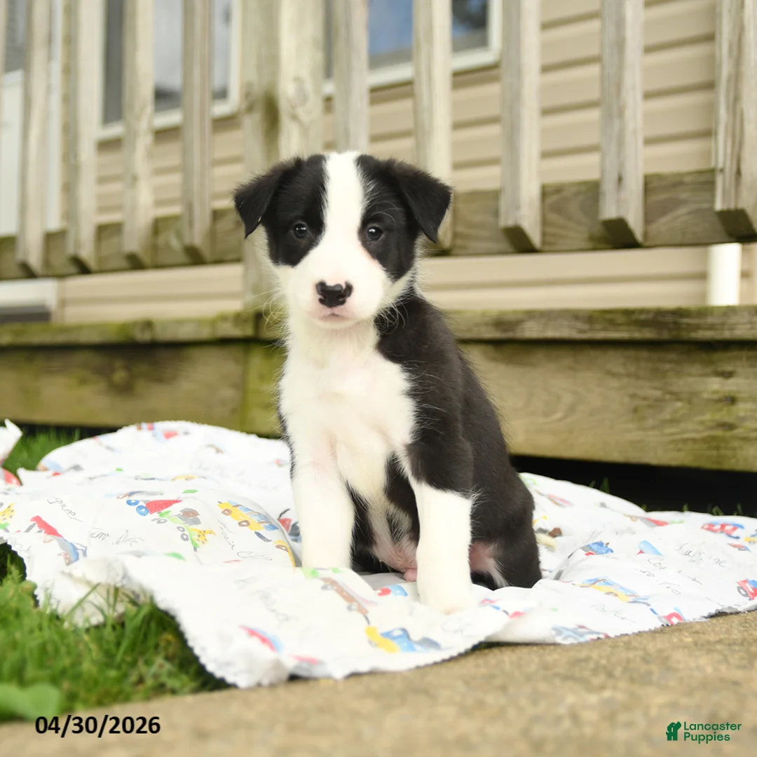 Border Collie dogs for sale: Herman - Ad 1