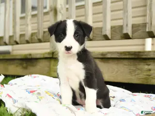 Border Collie dogs for sale: Herman - Ad 1