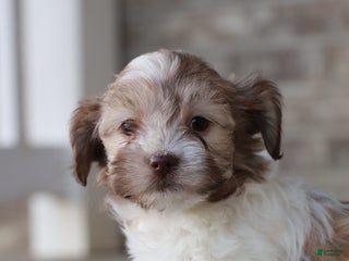 Havanese dogs - Ad 42