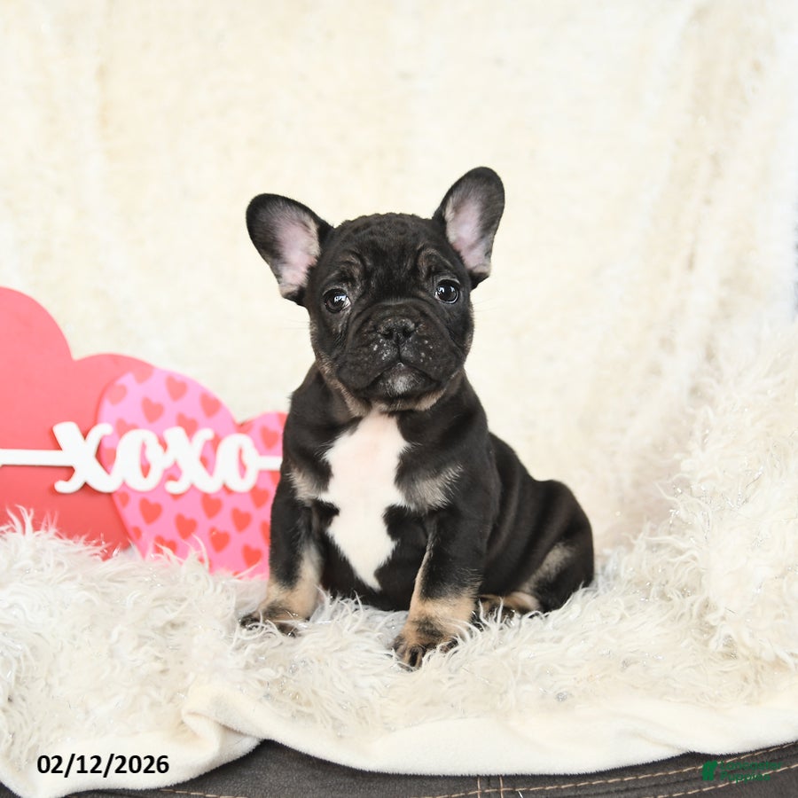 French Bulldog dogs Hero - Ad 2