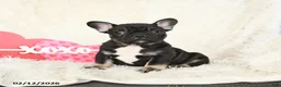 French Bulldog dogs for sale: Hero - Ad 2