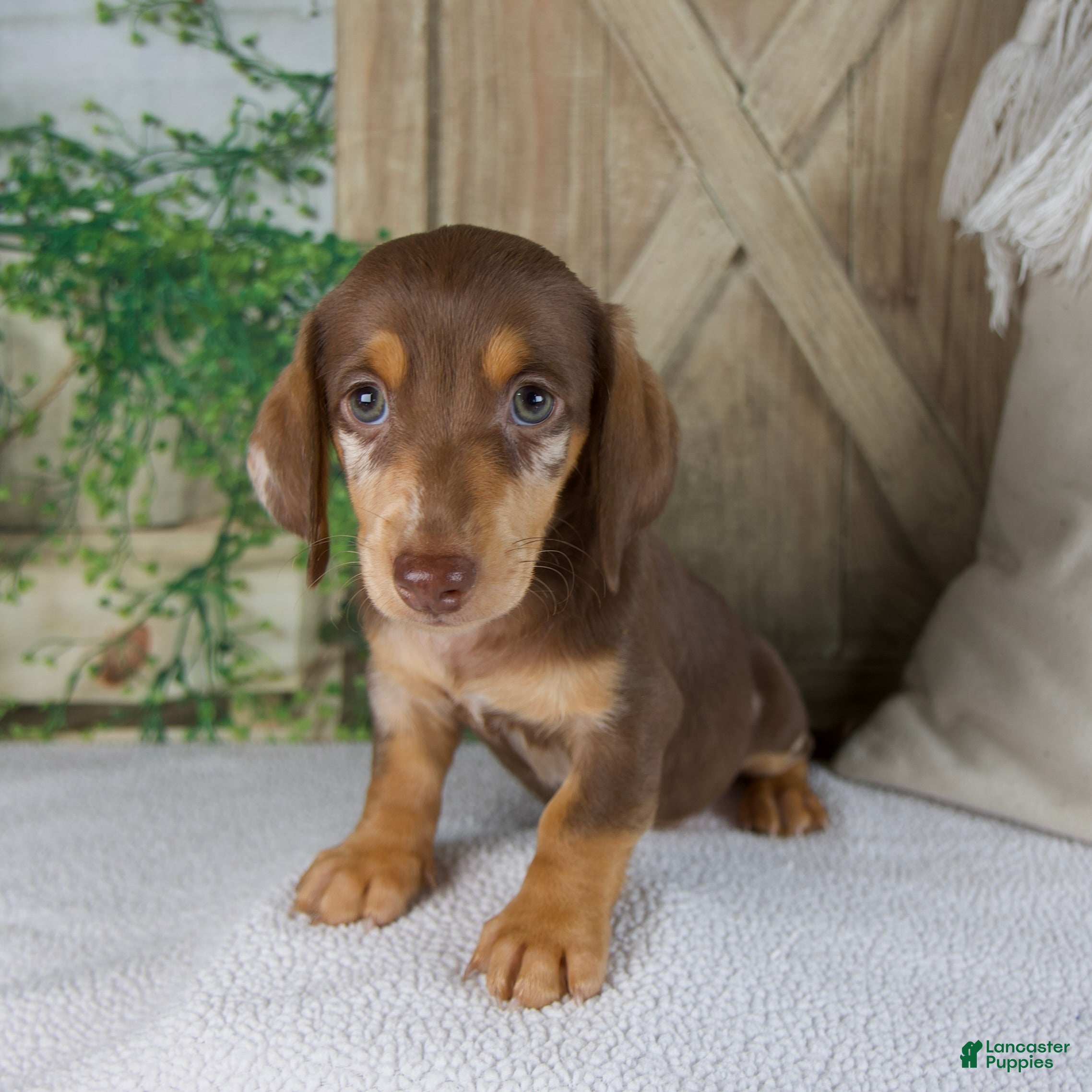 Miniature Dachshund dogs Bluey - Ad 1