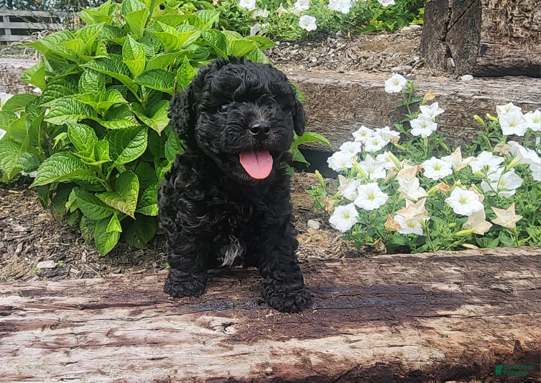 Mini Goldendoodle dogs for sale: Kira - Ad 1