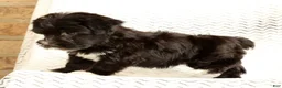 Yochon dogs for sale: Ollie - Ad 9