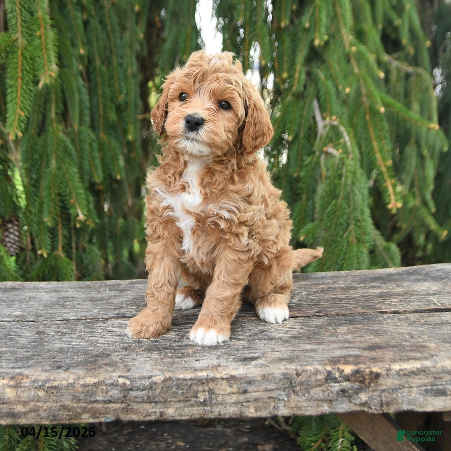 Goldendoodle dogs Micky - Ad 1
