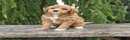 Goldendoodle dogs for sale: Micky - Ad 1