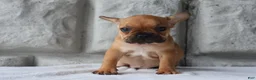 French Bulldog dogs for sale: Sadie - Ad 3