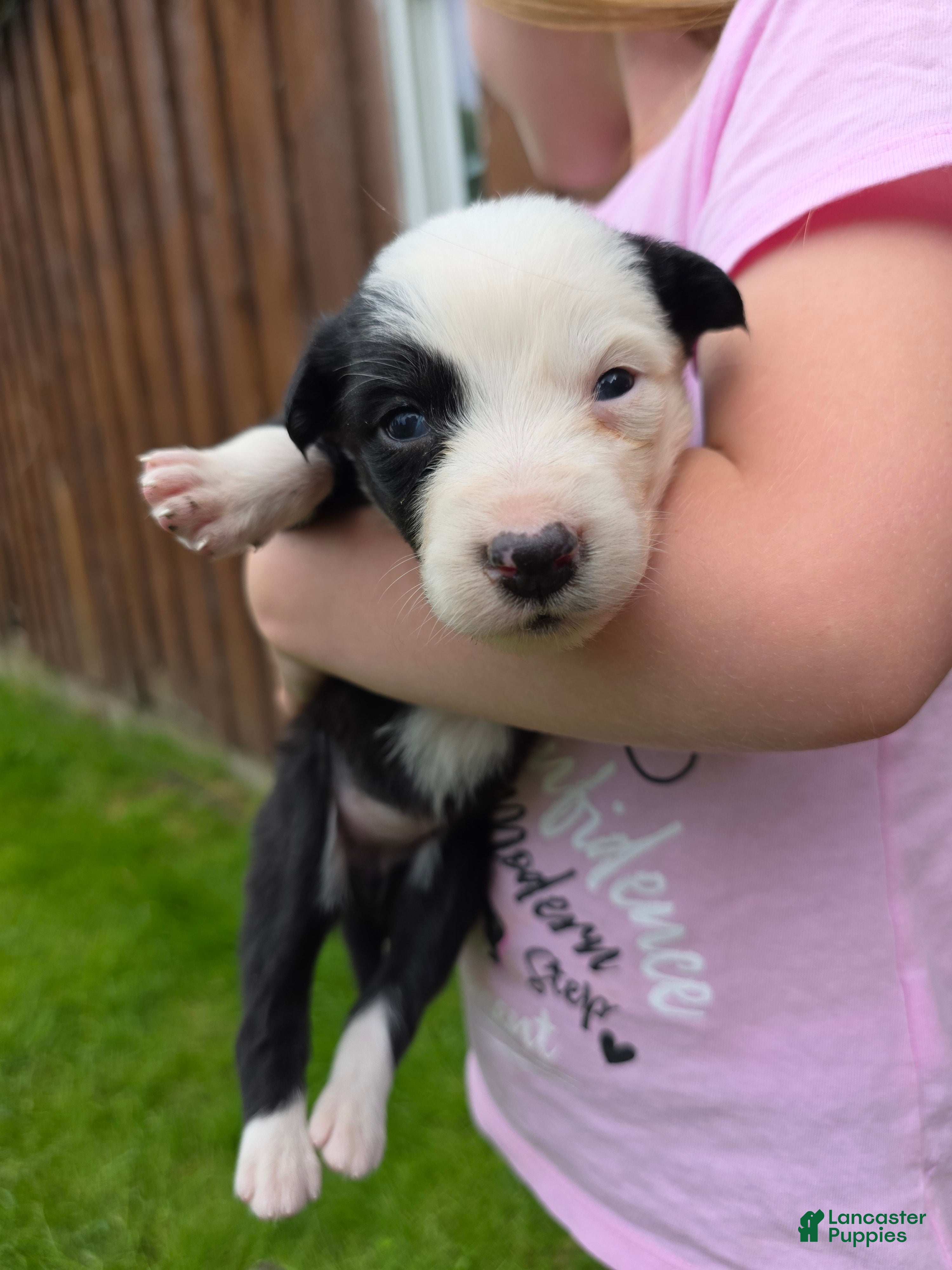 Border Collie dogs Gemma - Ad 18