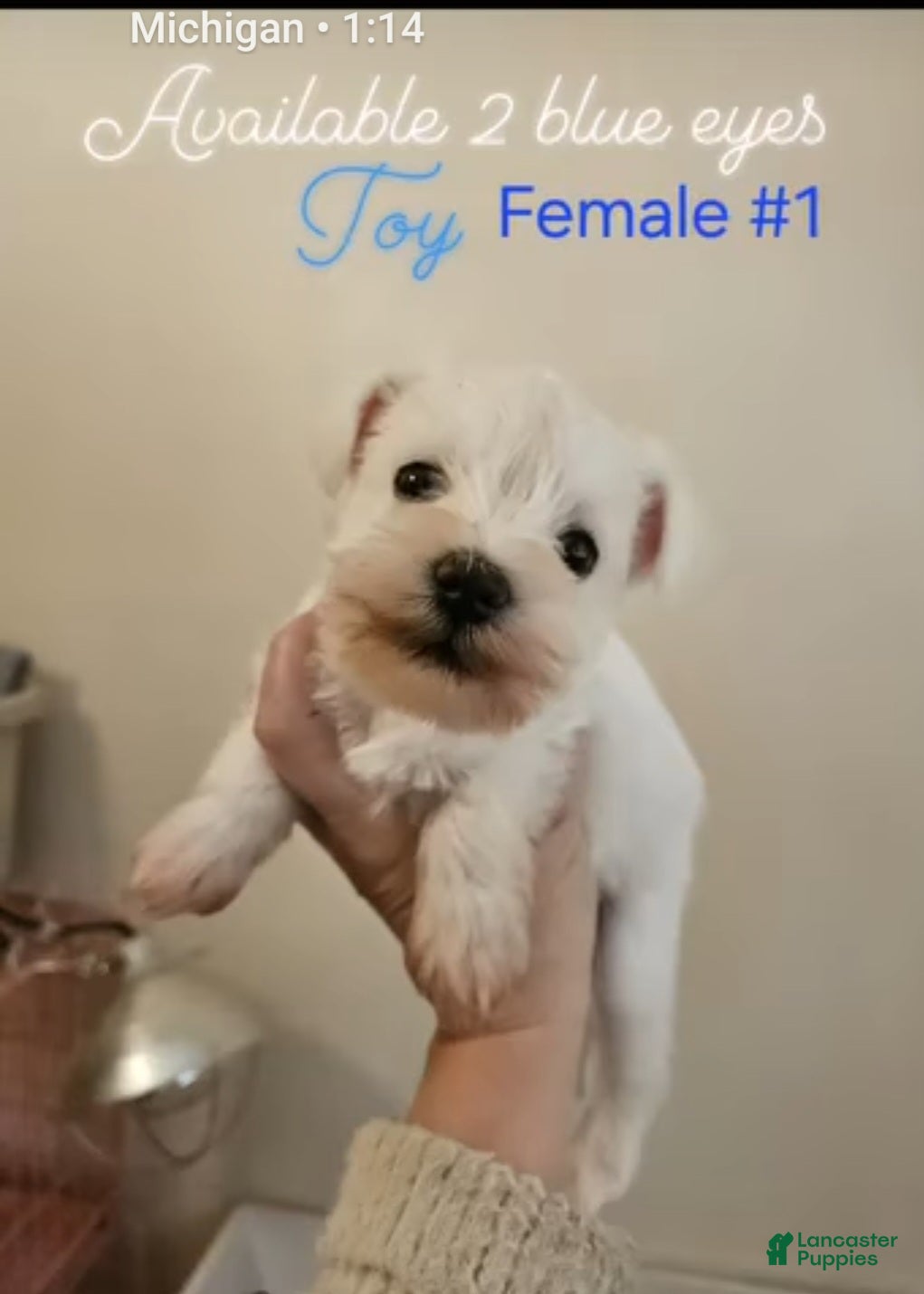 Miniature Schnauzer dogs for sale: Miniature Schnauzer Puppy 1 - Ad 1