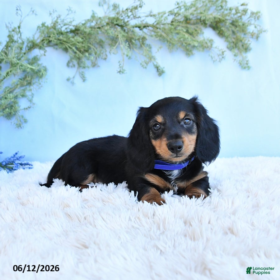 Miniature Dachshund dogs Kenny - Ad 2