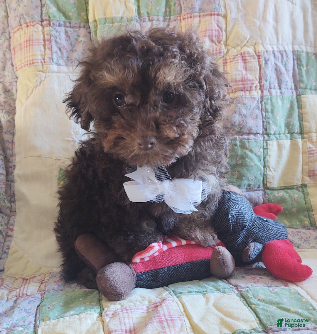 Maltipoo dogs for sale: Chocolate Joedirt  - Ad 6