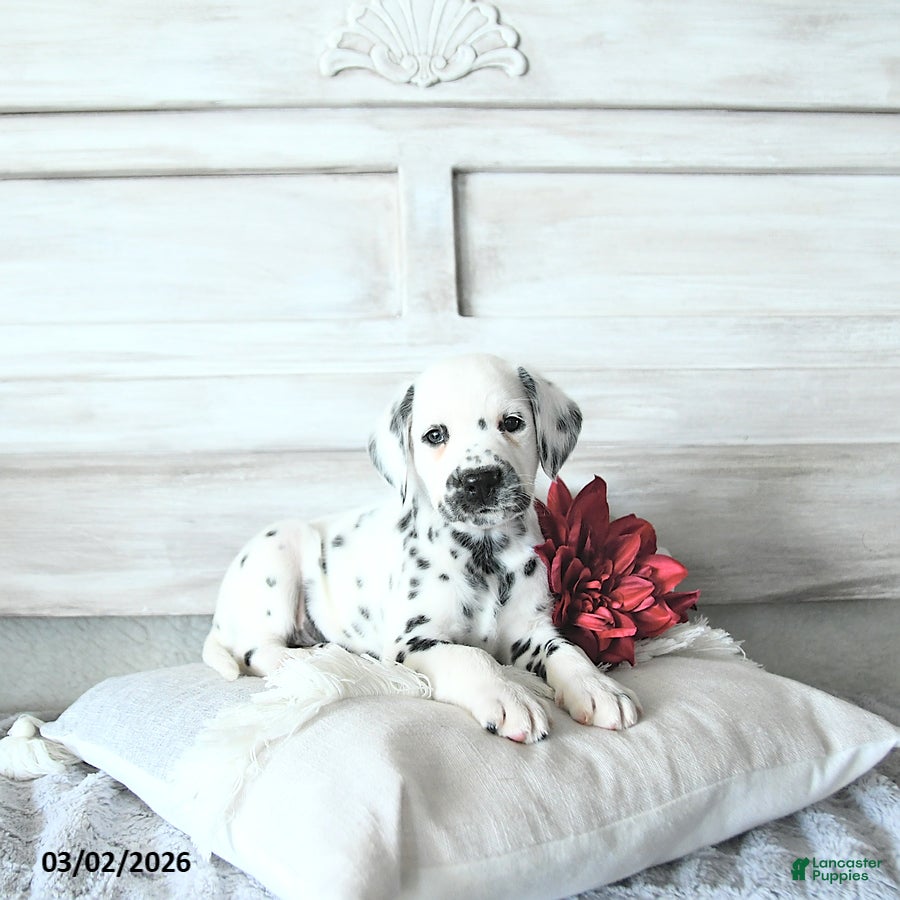 Dalmatian dogs Moose - Ad 1
