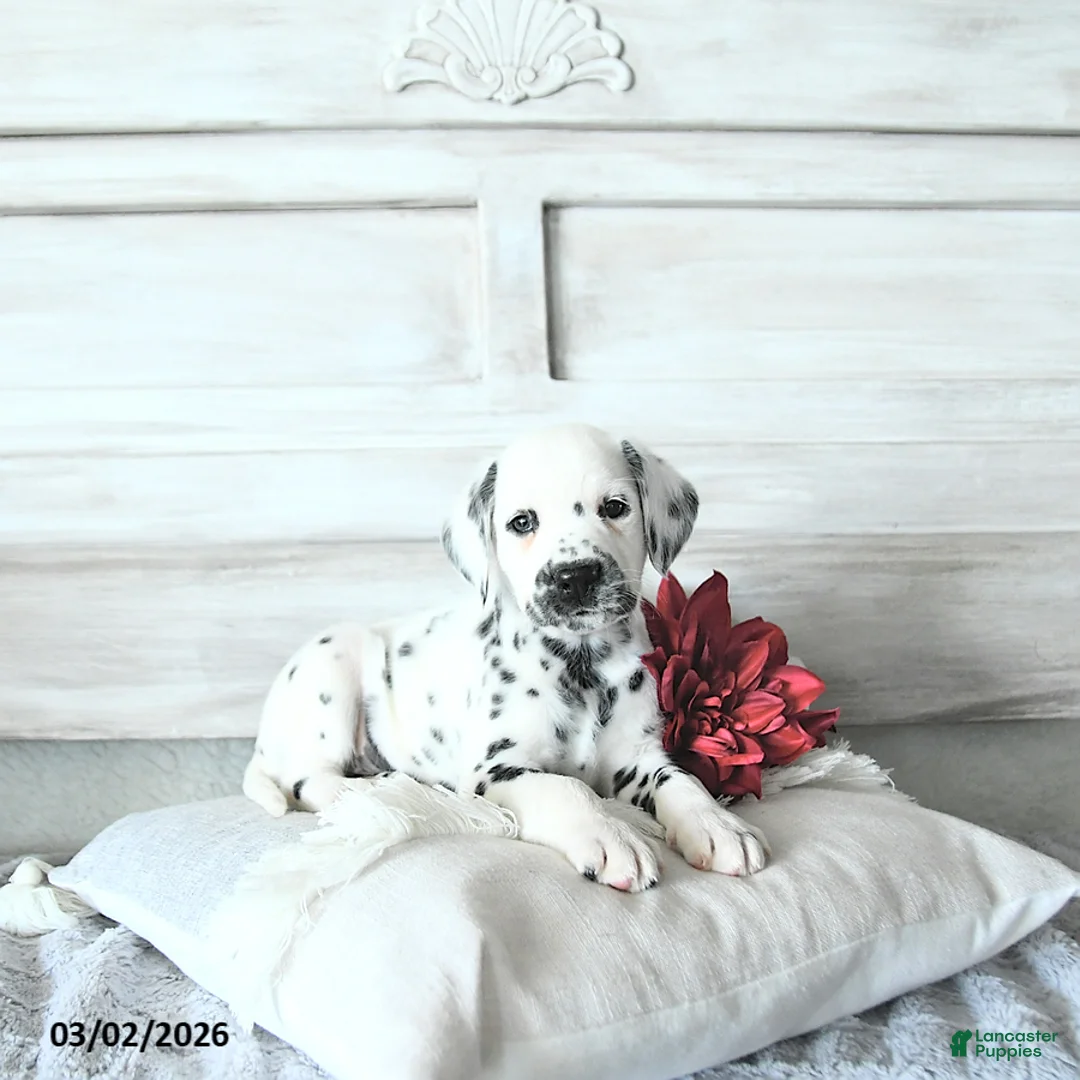 Dalmatian dogs for sale: Moose - Ad 1