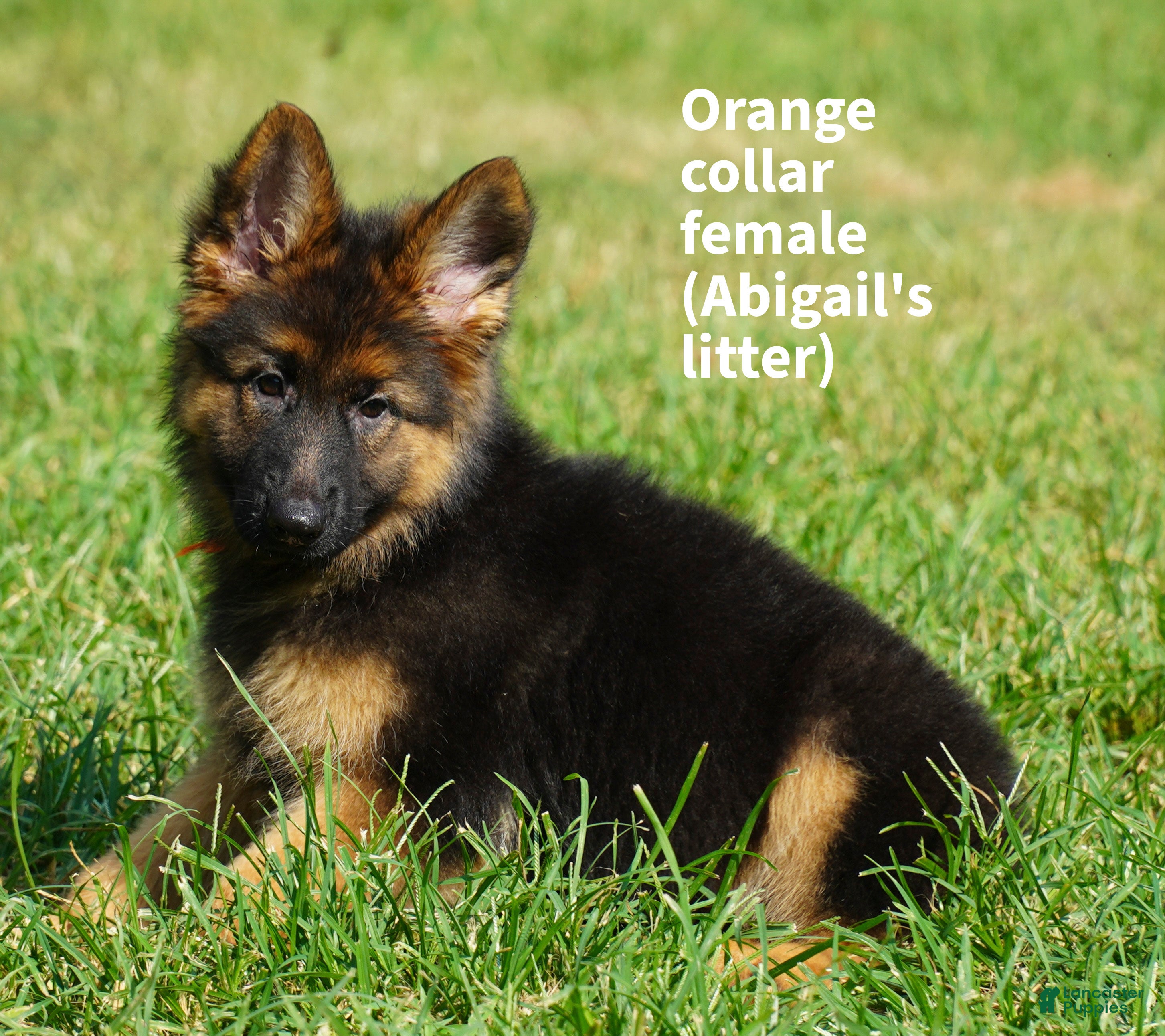 German Shepherd dogs female - orange collar - Ad 32