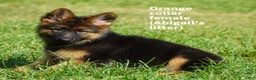 German Shepherd dogs for sale: female - orange collar - Ad 3
