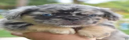 Mixed Breed dogs for sale: Ruby blue eyes merle - Ad 5