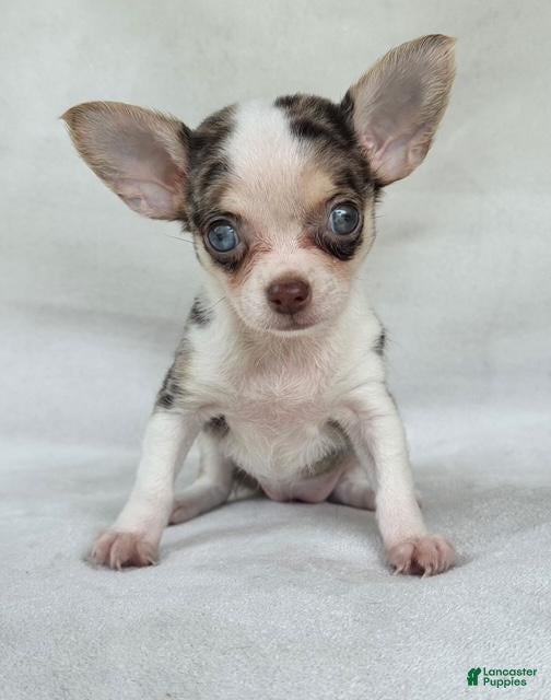 Chihuahua dogs Chihuahua 1 - Ad 23