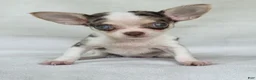 Chihuahua dogs for sale: Chihuahua 1 - Ad 1