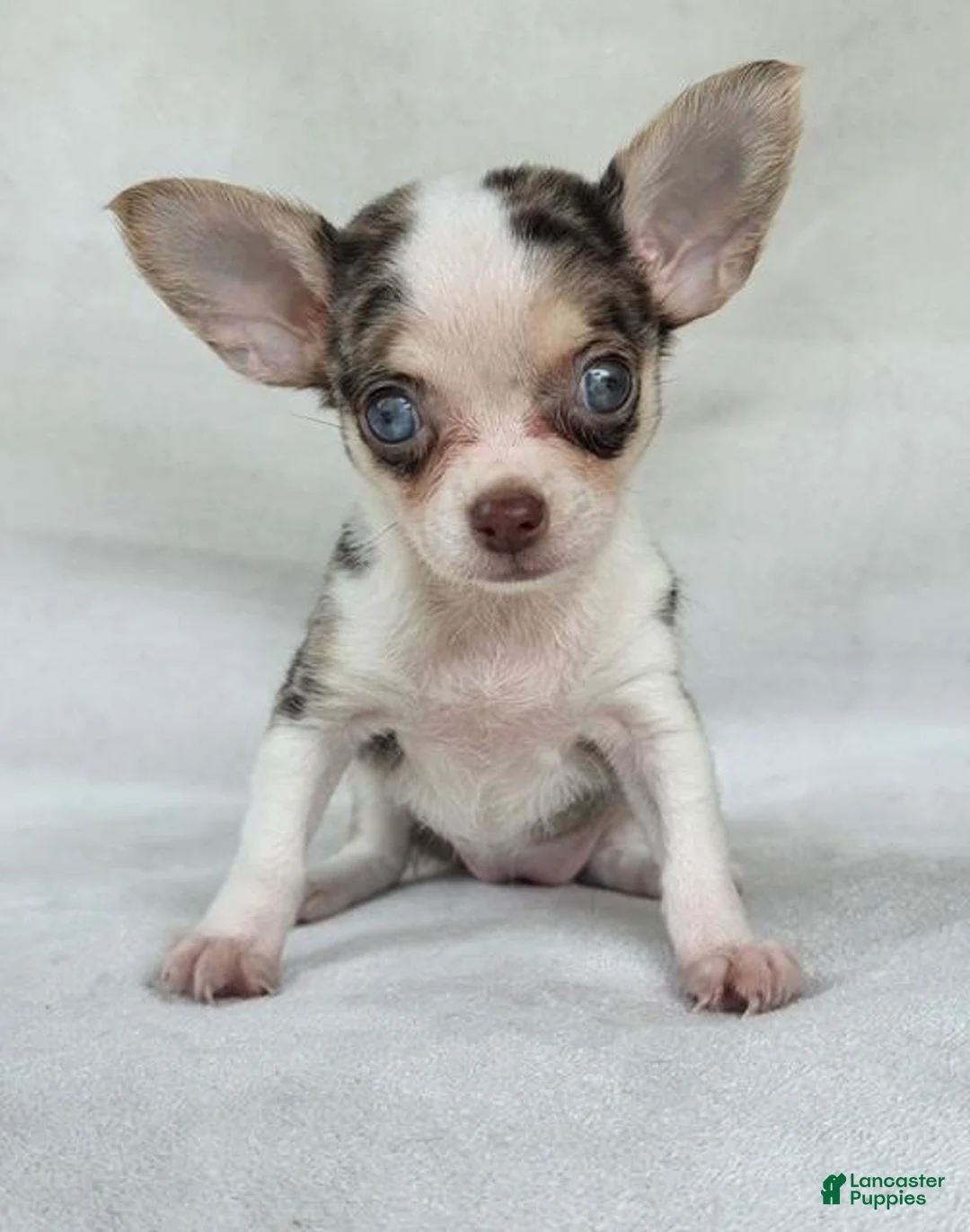 Chihuahua dogs for sale: Chihuahua 1 - Ad 1