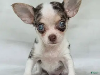 Chihuahua dogs Chihuahua 1 - Ad 23