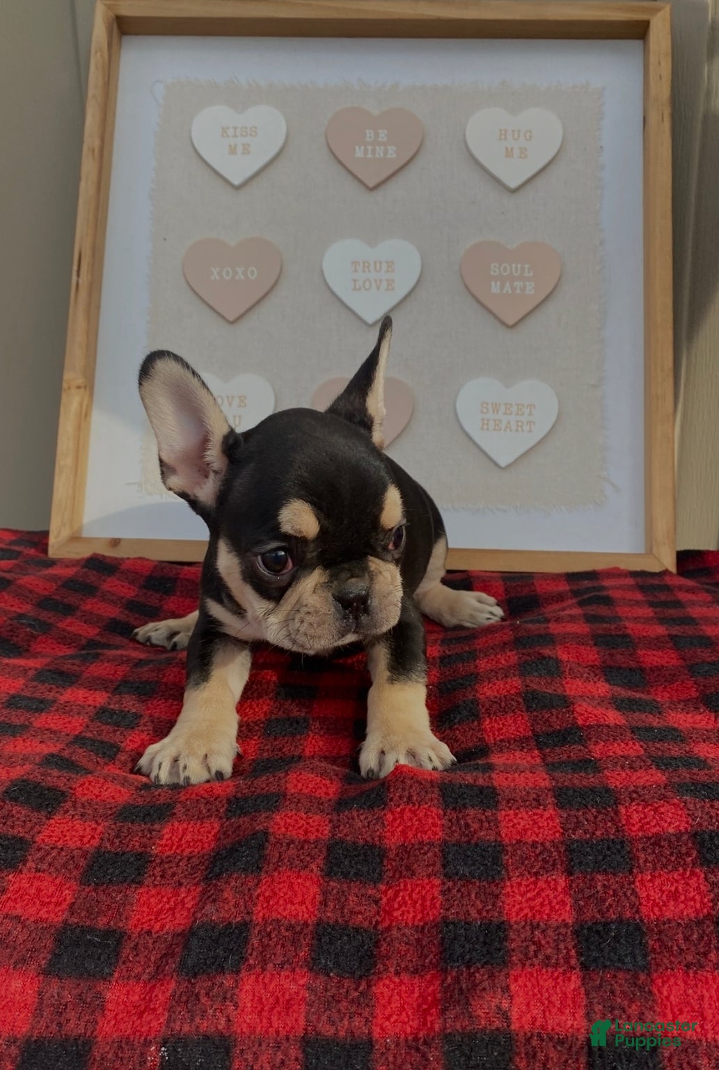 French Bulldog dogs French Bulldog Puppy 1 - Ad 2